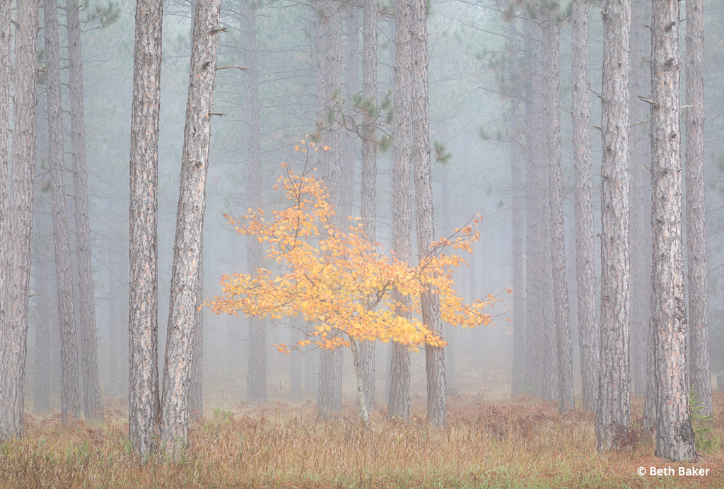 Photo Of The Day By Beth Baker