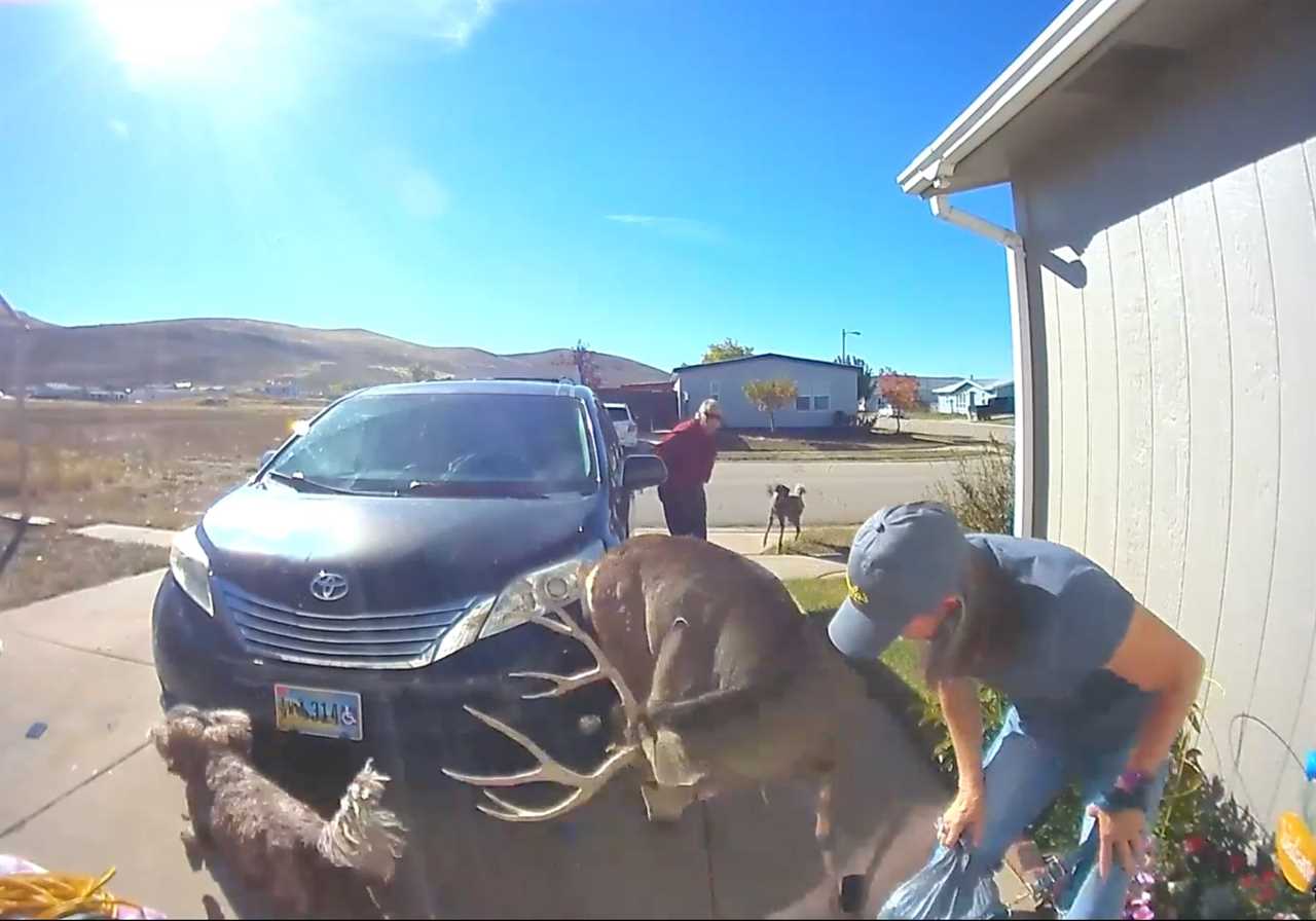 Evanston couple attacked by mule deer