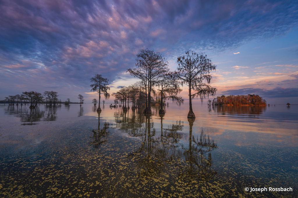 Photo of cypress trees in Lake Moultrie, South Carolina