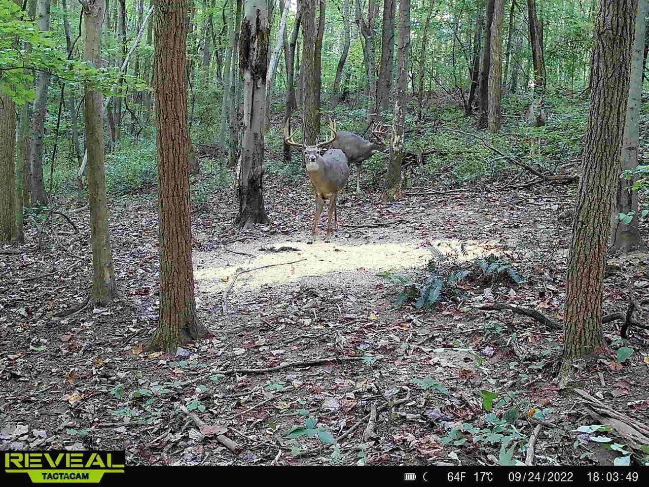 ohio buck