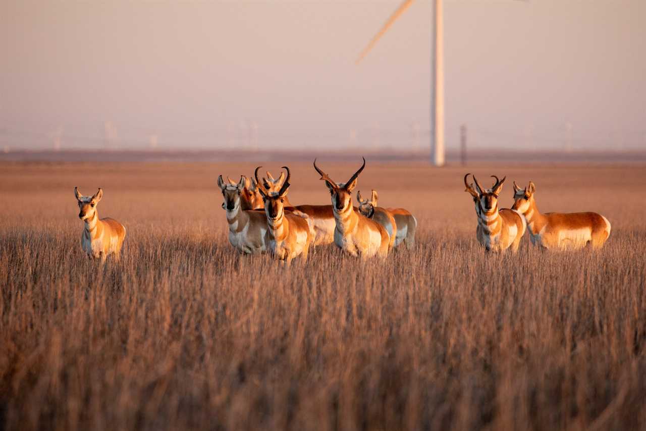 A hred of pronghorn stop in front of a wind turbine.