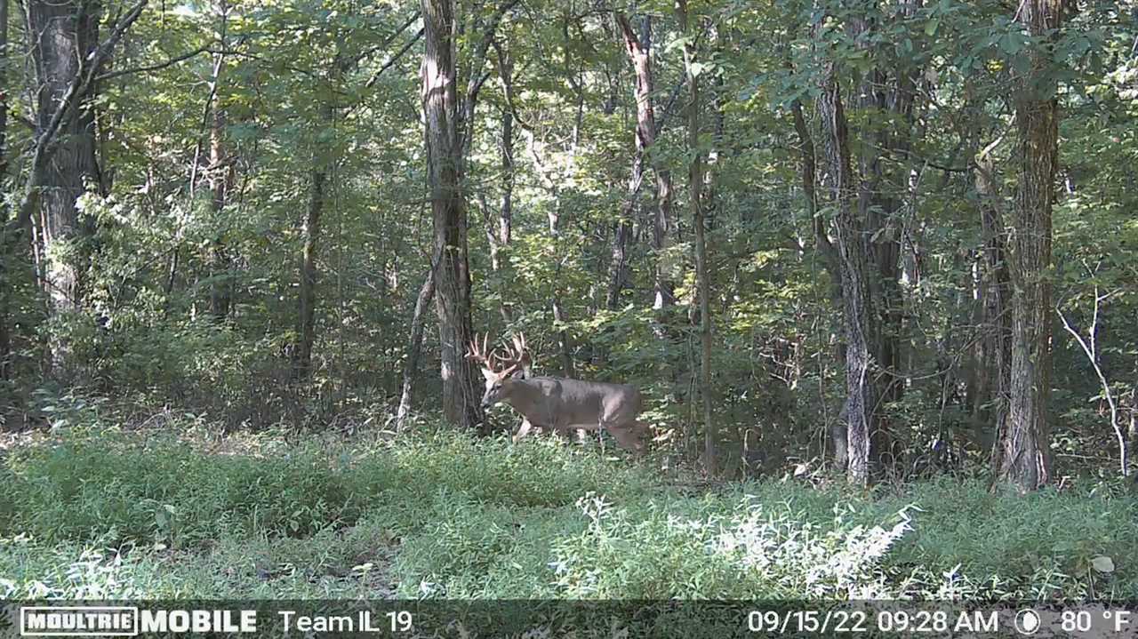 buck on trail camera