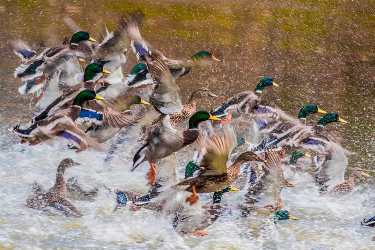 flock of mallards adobe stock