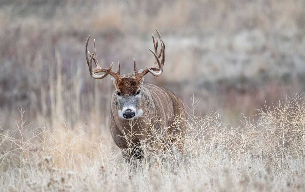 whitetail rut