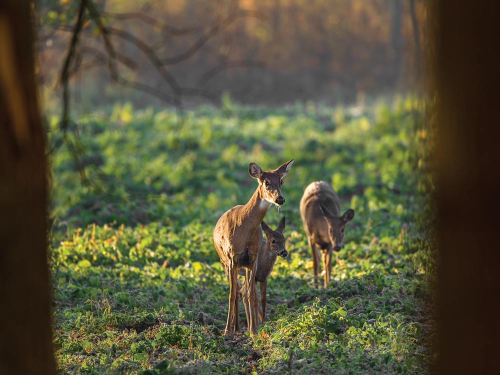 does and fawn grazing for acorns