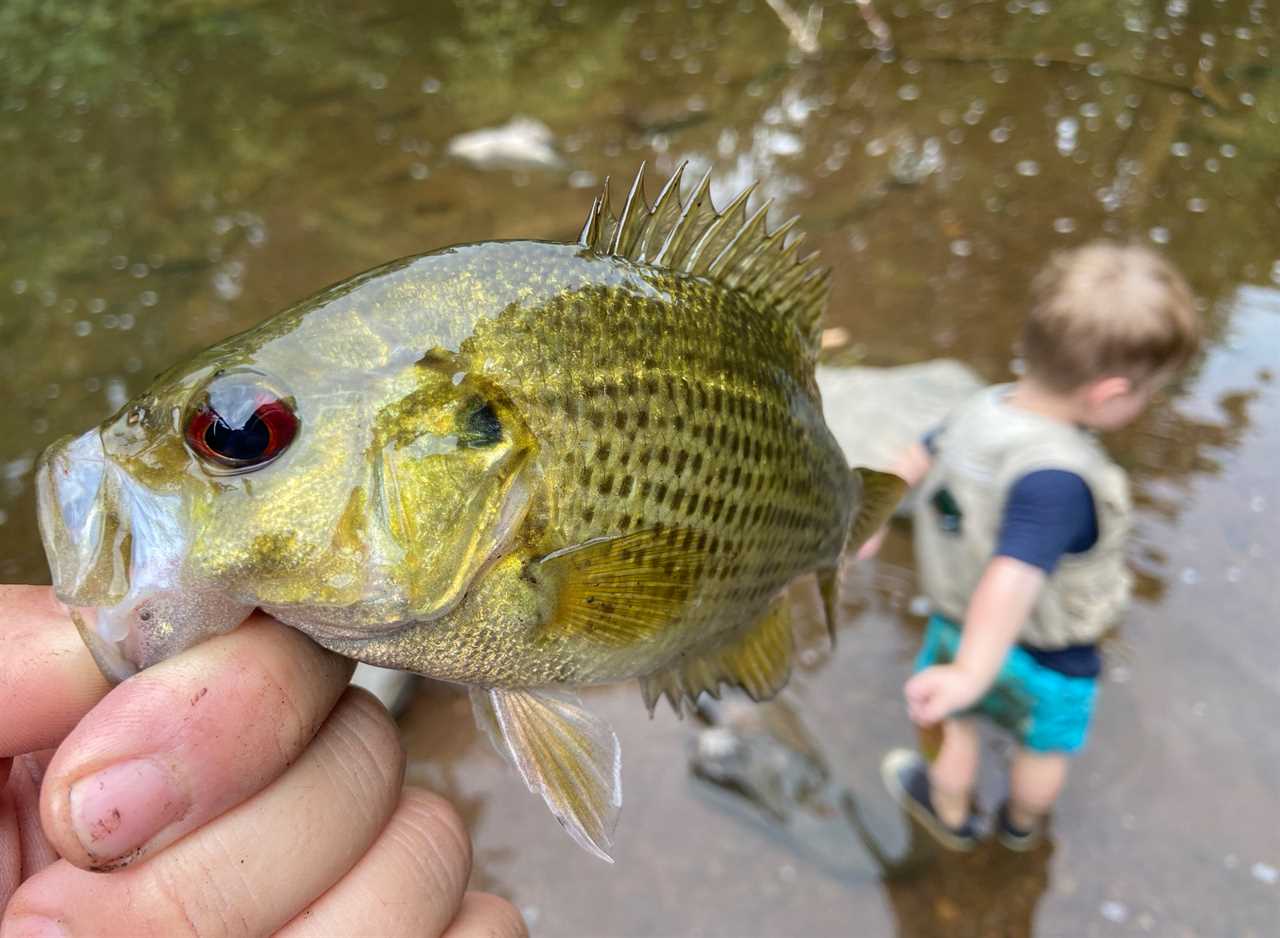 rock bass photo