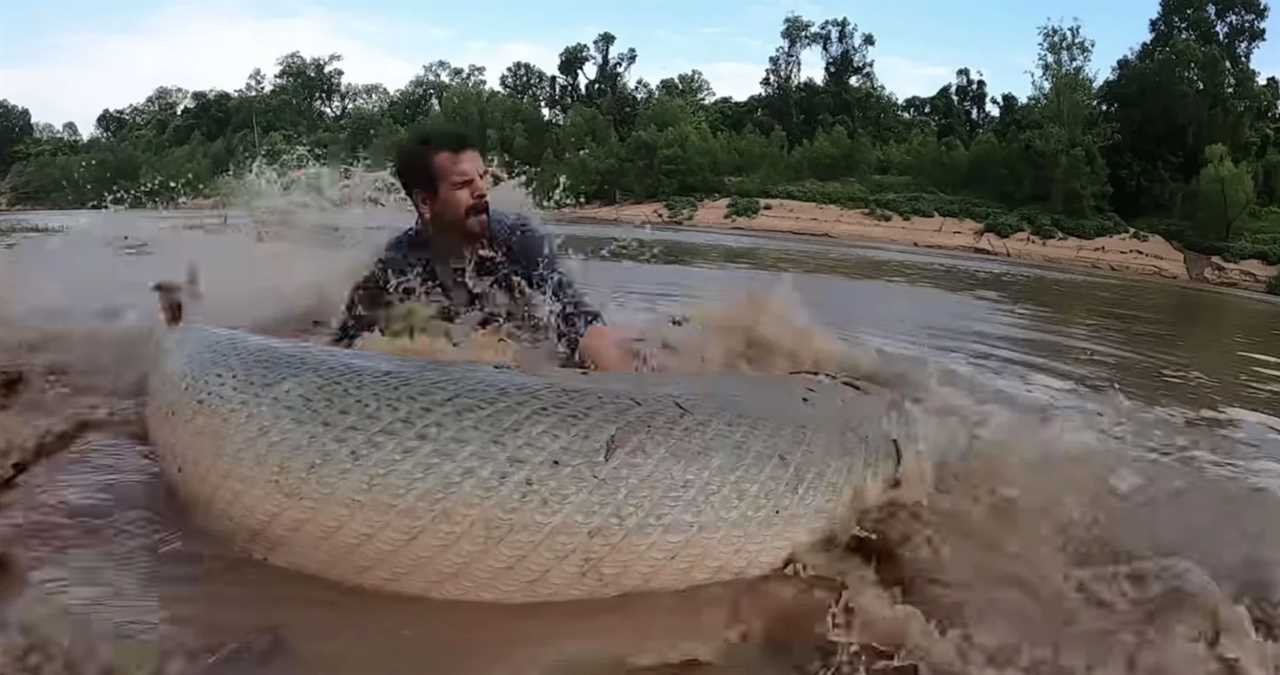 alligator gar