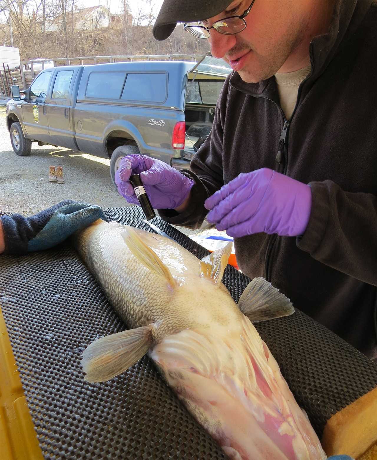 adding transmitter to walleye