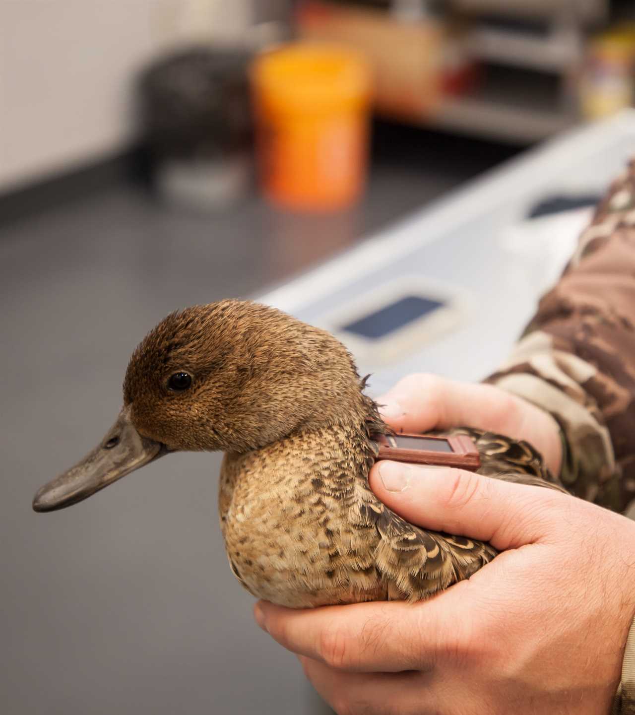 pintail flew to russia 3