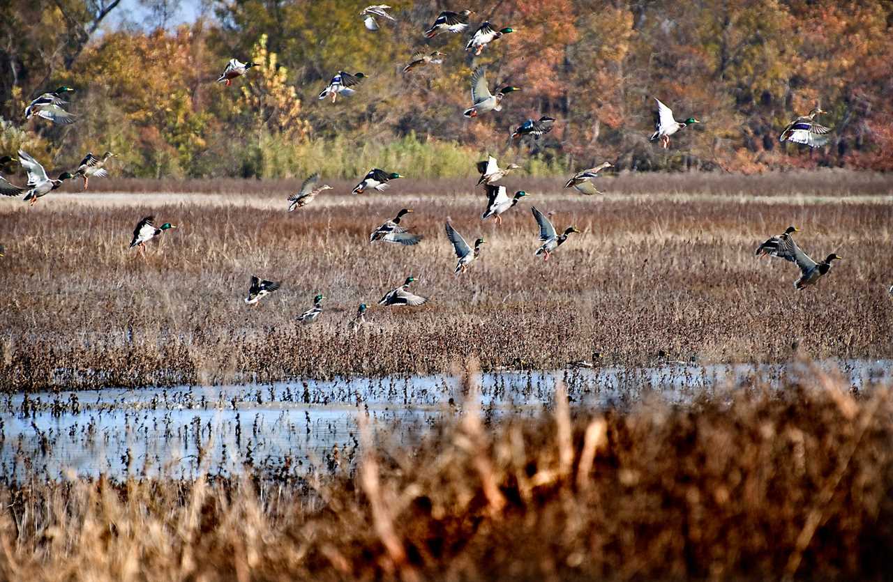 mallards on private land