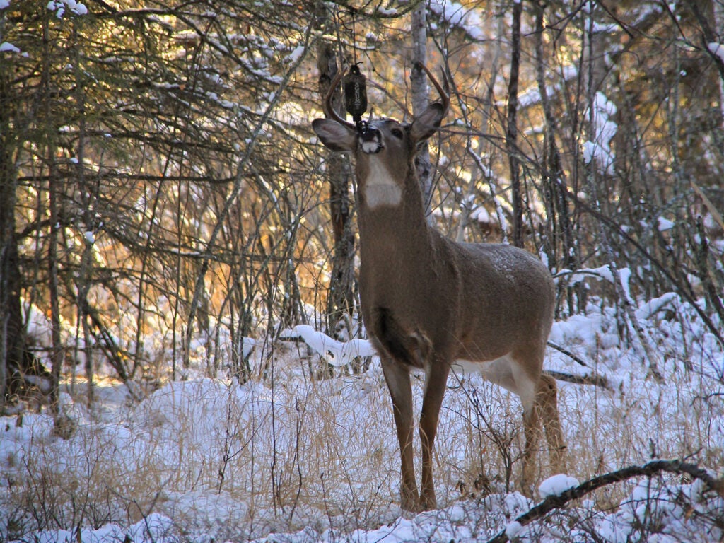 deer sniffing at a scent dripper