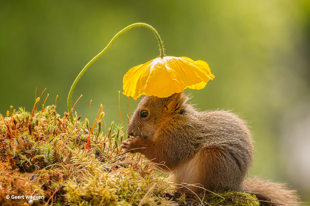 Last Frame: Nature’s Sun Hat