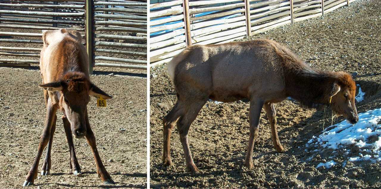 A CWD-positive elk in Wyoming.