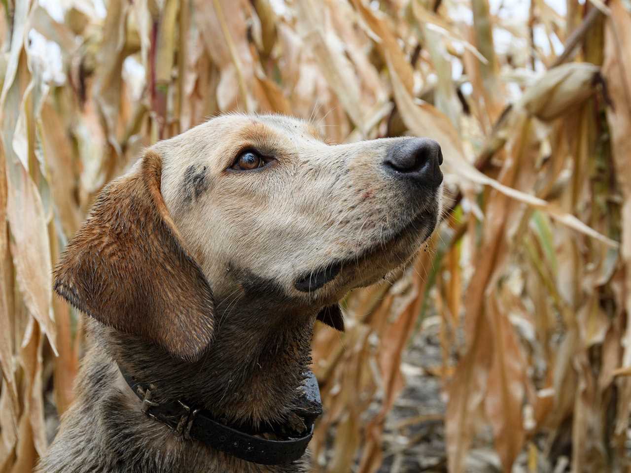 yellow Lab