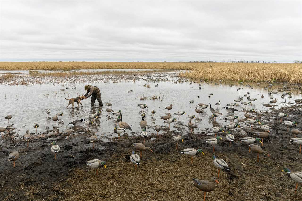 shallow water with decoys