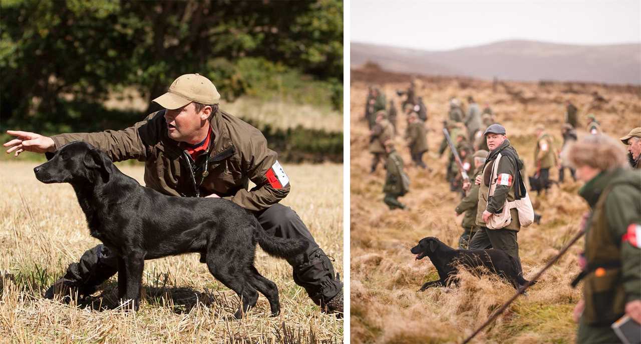 Matty Lambden of Tamrose Labradors in Ireland.