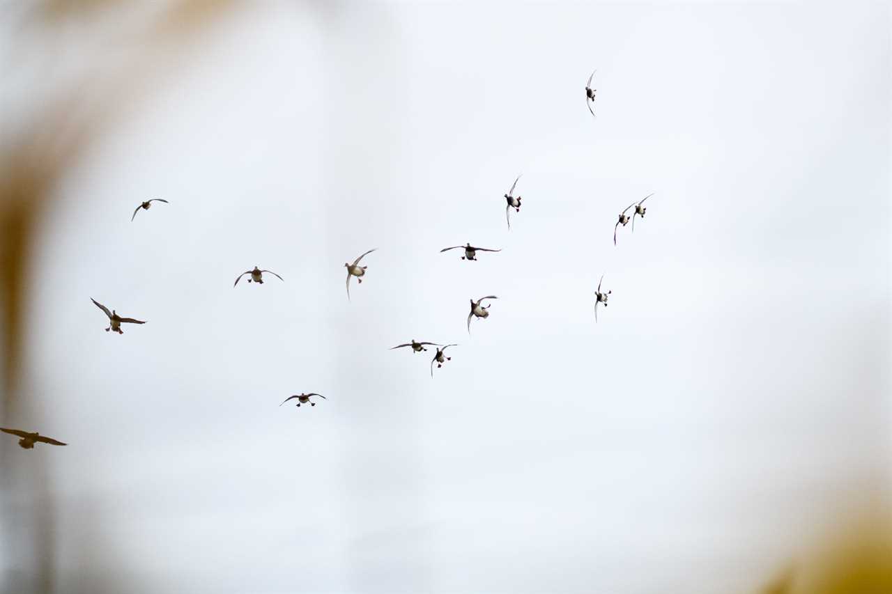 Decoying ducks as seen from a cornfield.