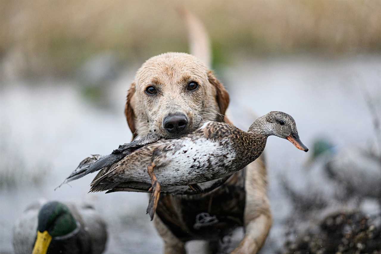 dog with duck in mouth