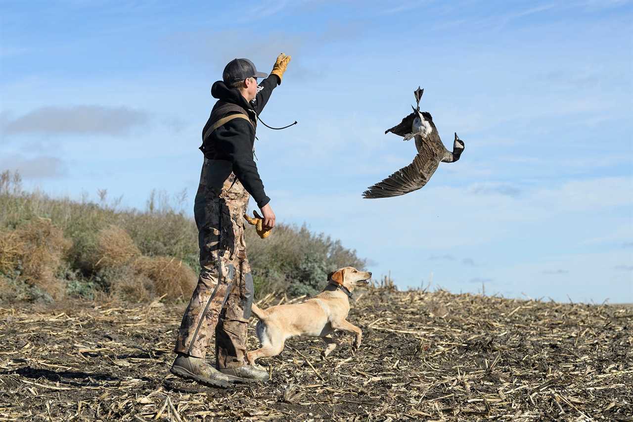 dog chases thrown goose