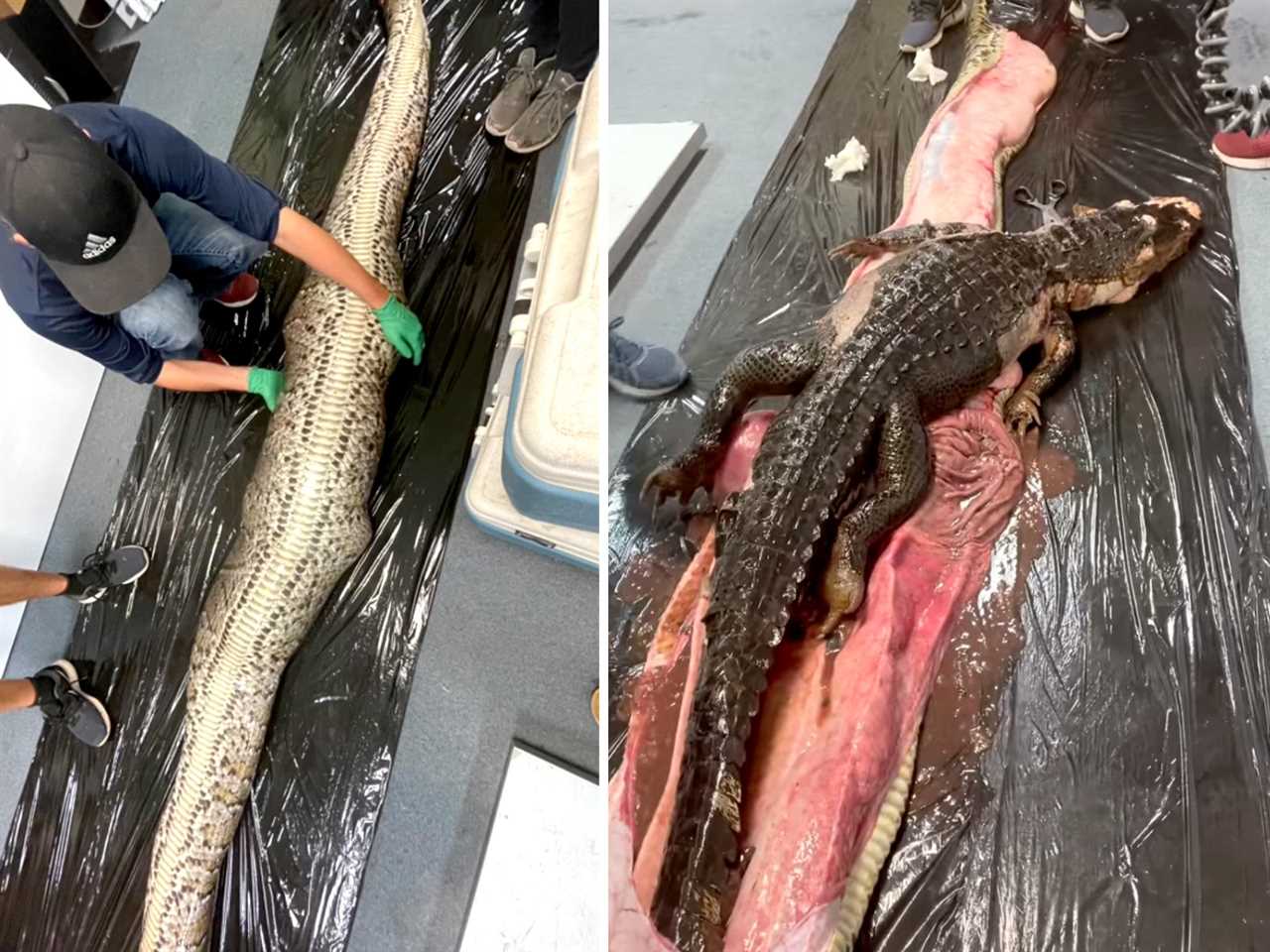 whole alligator inside python