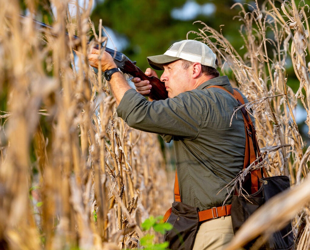 dove hunting