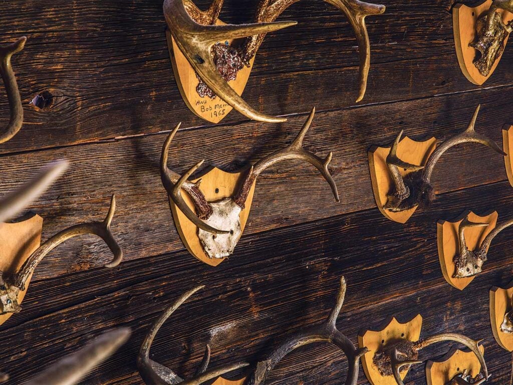 a collection of deer antler trophies on the wall