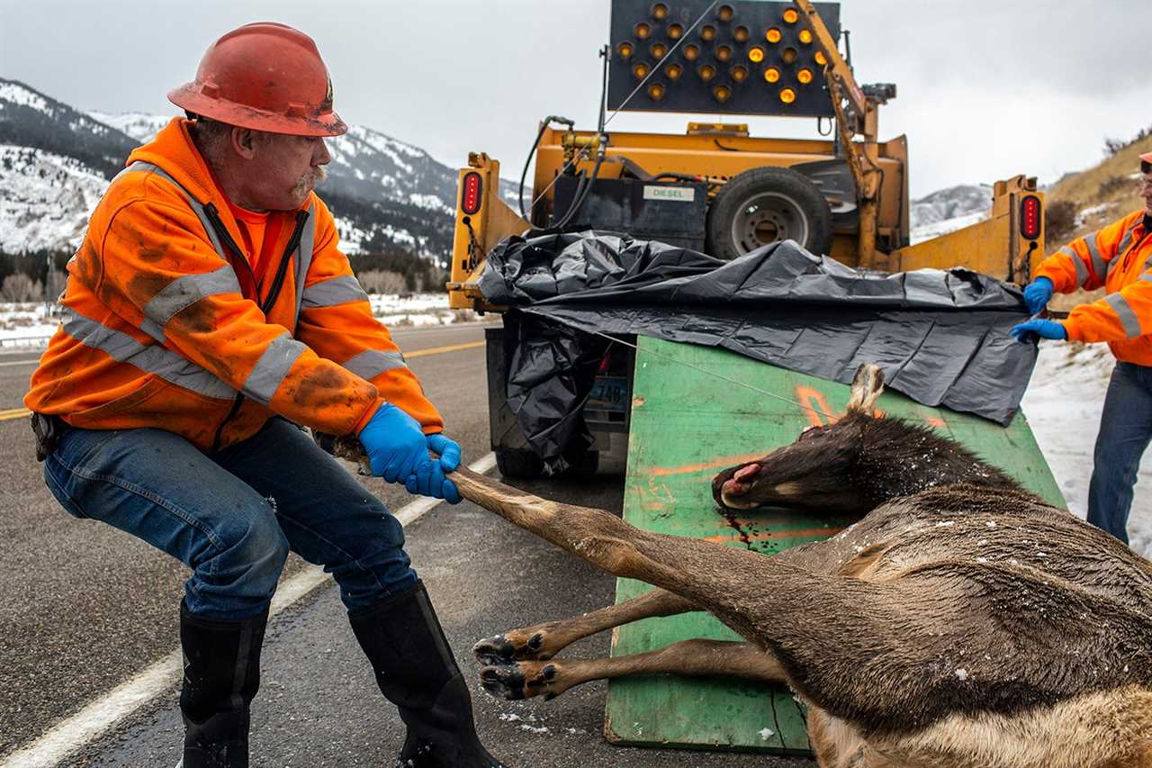 picking up elk carcass on highway