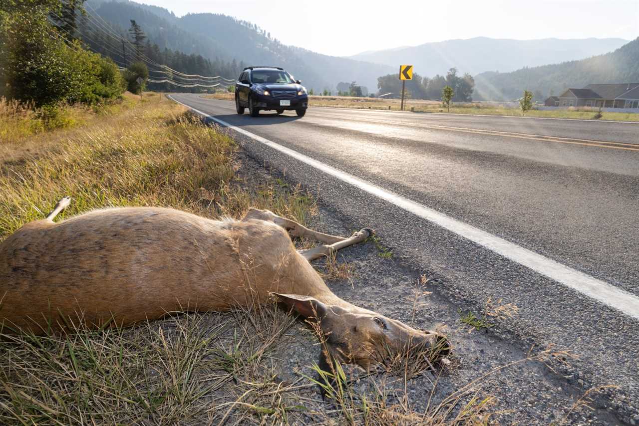 whitetail roadkill