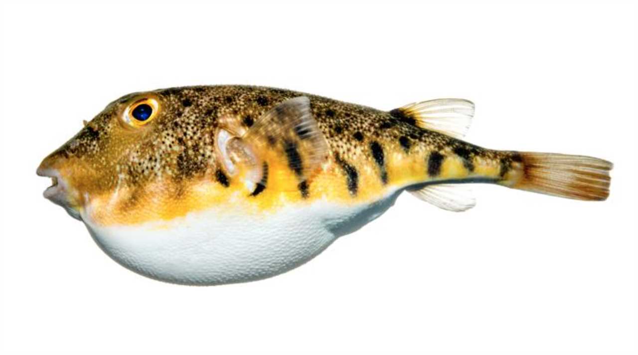 northern puffer