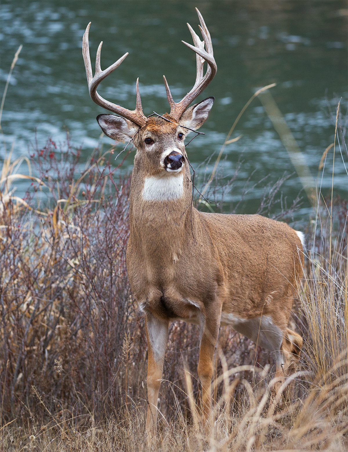 How to Run a River Bottom Deer Drive