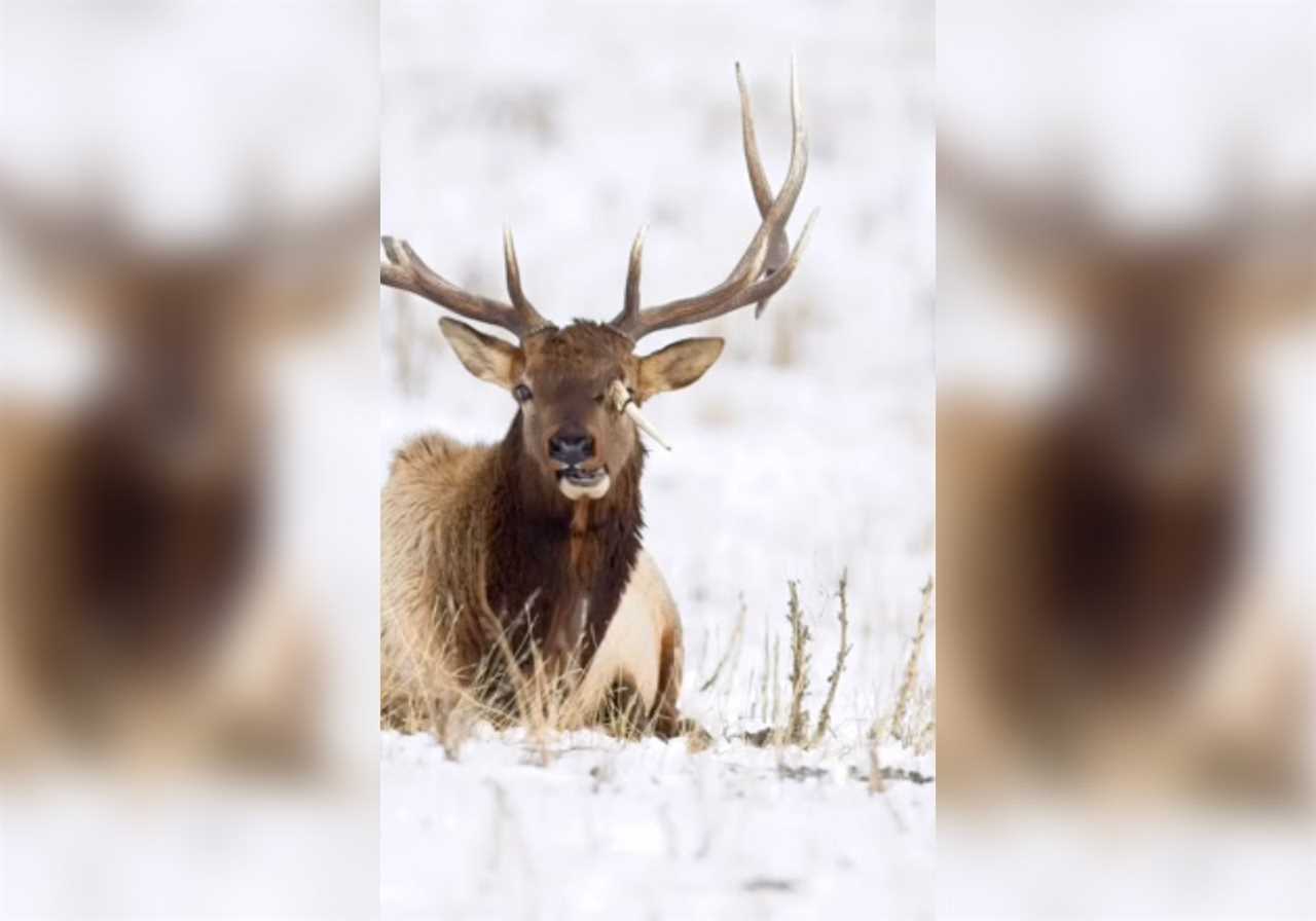 Elk with antler stuck in head