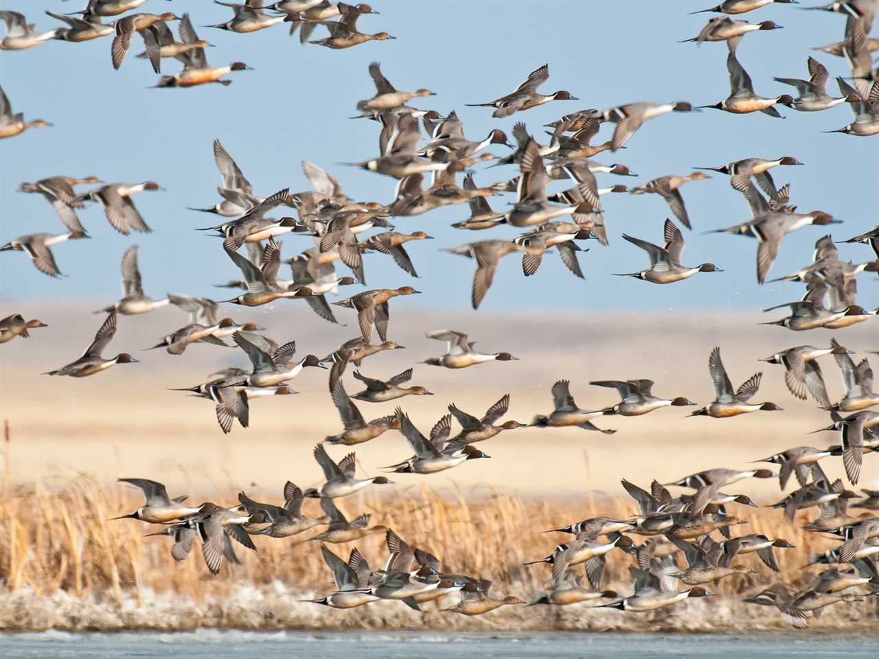 pintail ducks flying