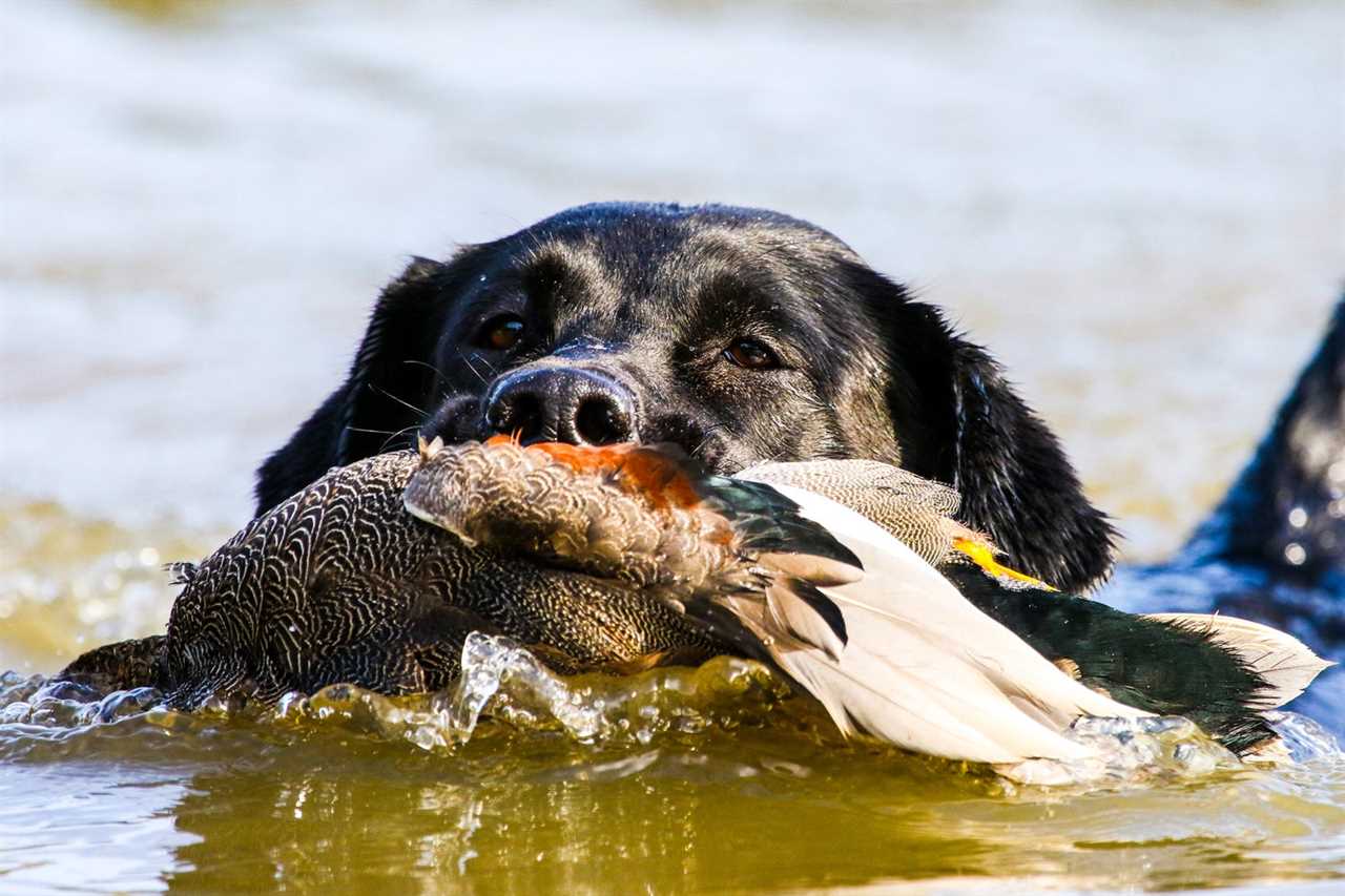 dog retrieves duck