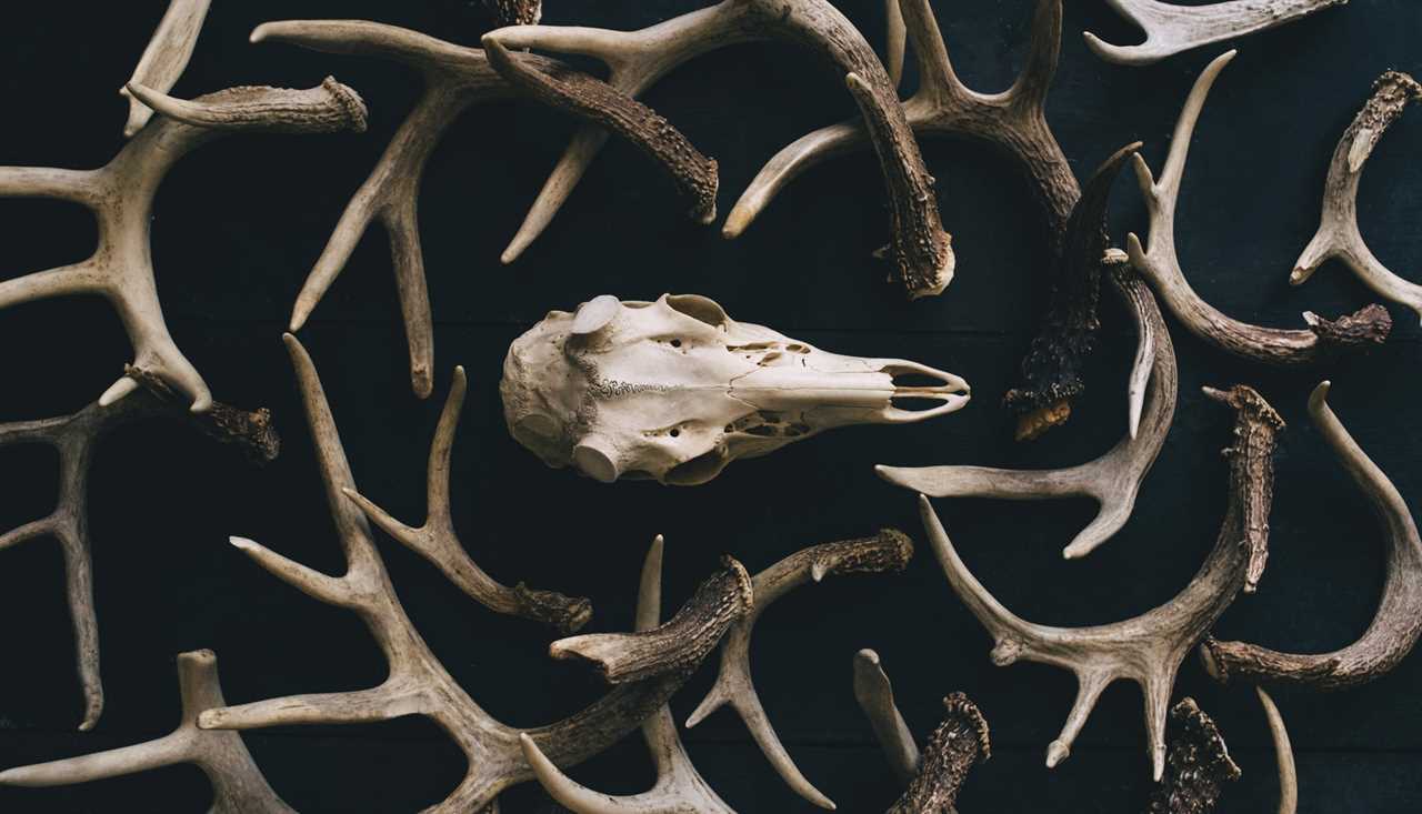 Thieves are sawing antlers off skulls and selling them to shed buyers.