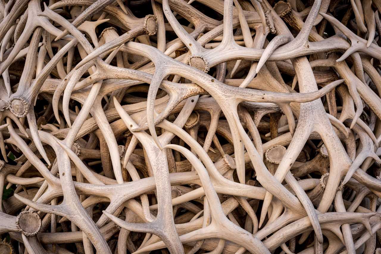 A pile of shed elk antlers.