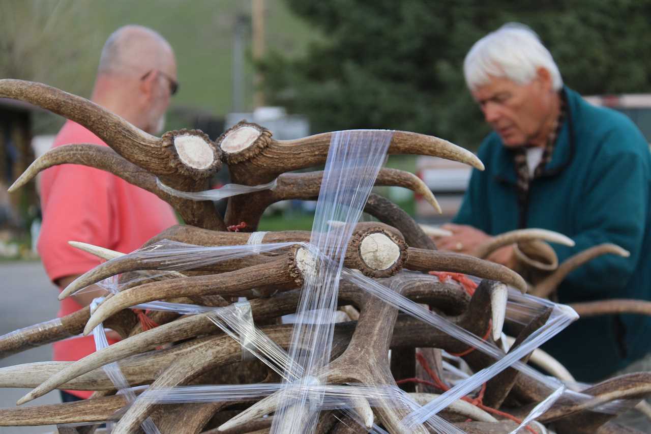 A pile of elk sheds.