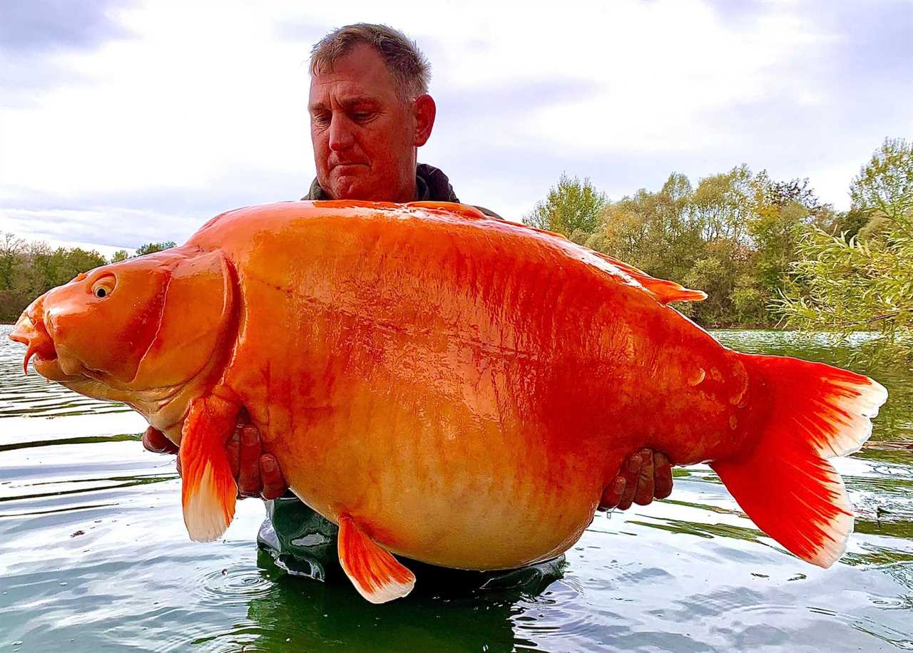 world's biggest goldfish? 1