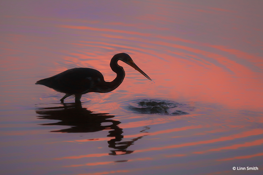 Photo Of The Day By Linn Smith