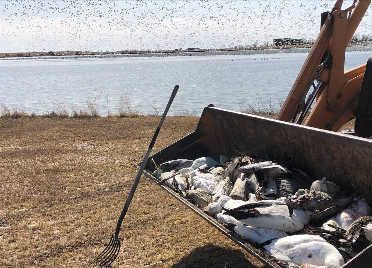 snow geese avian flu