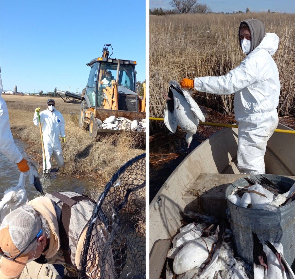 snow geese avian flu