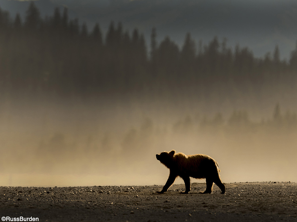 Tell A Story With Your Wildlife Photography