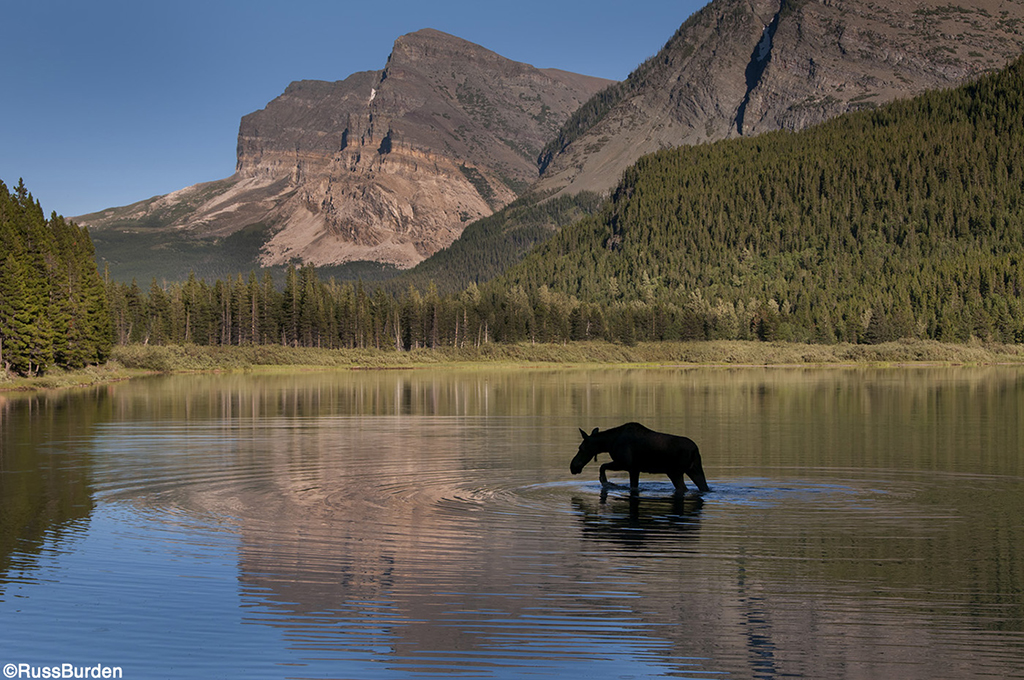 Tell A Story With Your Wildlife Photography