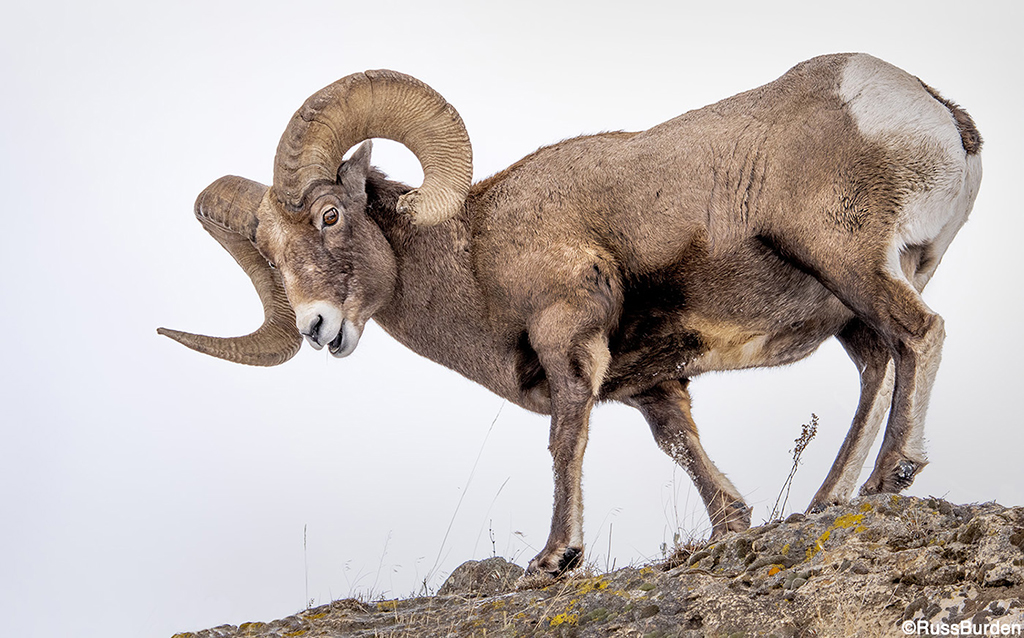 Tell A Story With Your Wildlife Photography