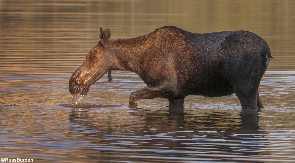 Tell A Story With Your Wildlife Photography