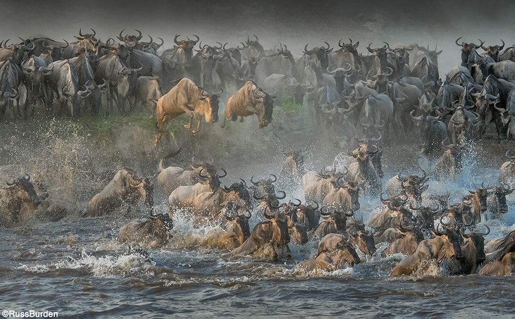 Tell A Story With Your Wildlife Photography