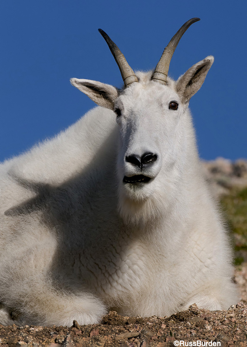 Tell A Story With Your Wildlife Photography