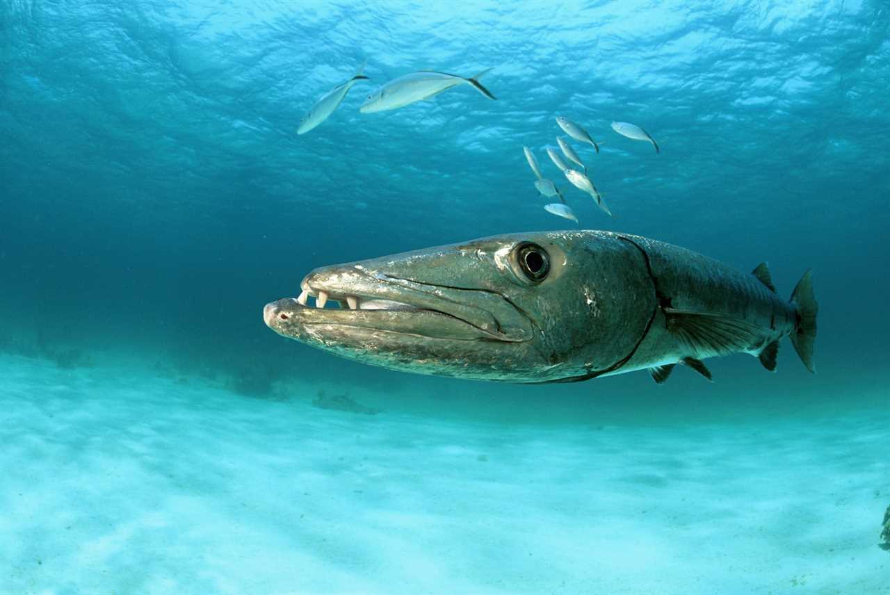 barracuda fishing