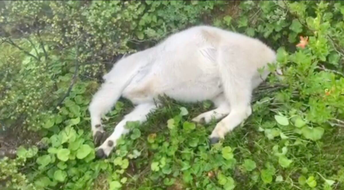 two mountain goats poached alaska