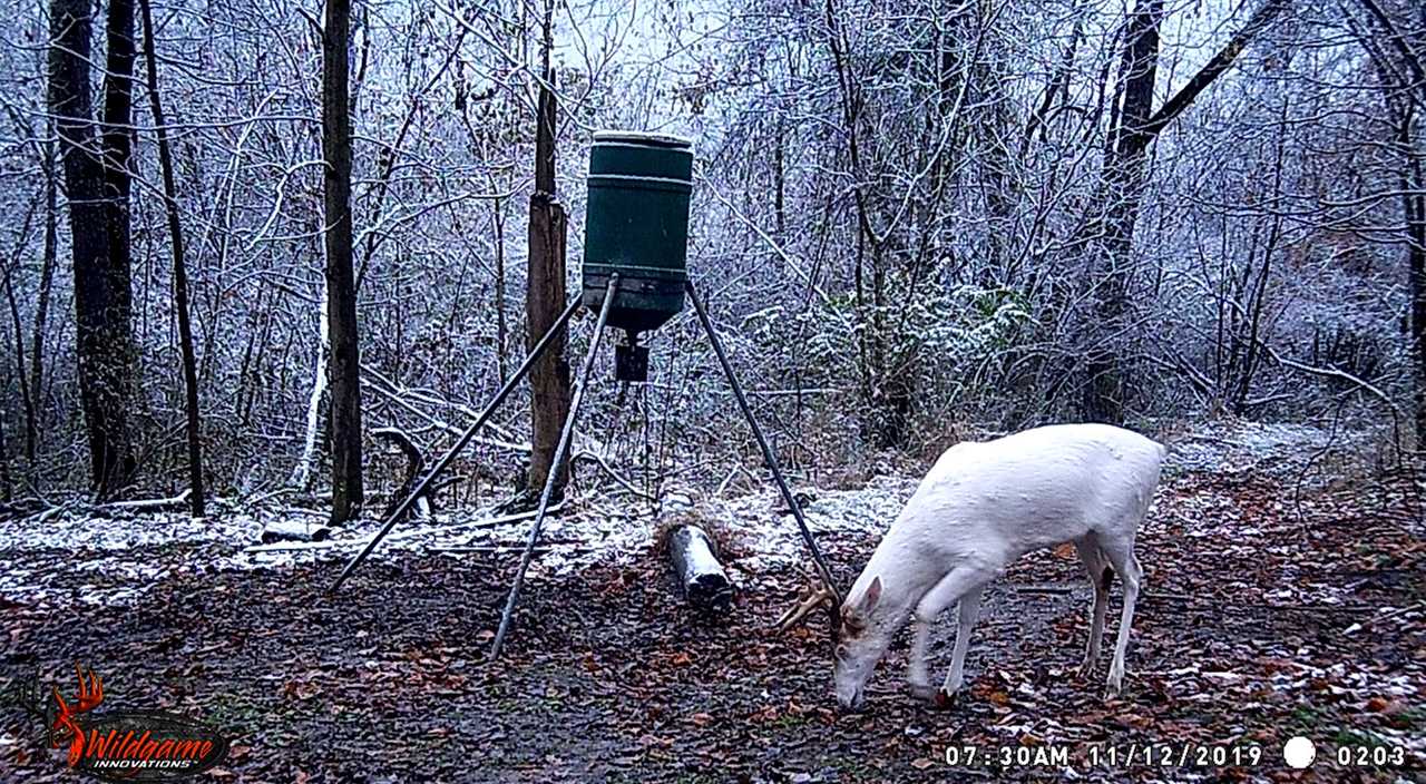 locals riled rare piebald buck poached PA