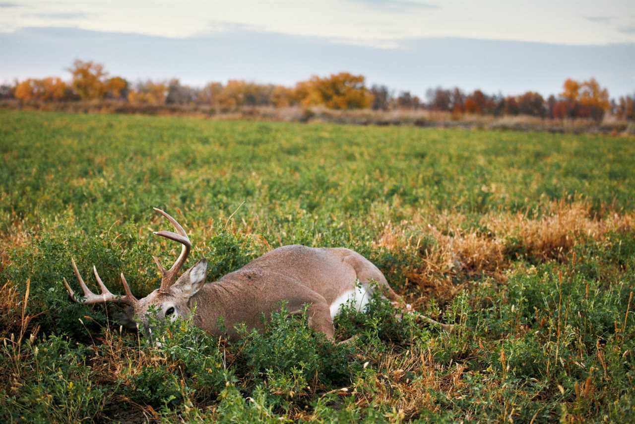 A whitetail buck in an alfalfa field.